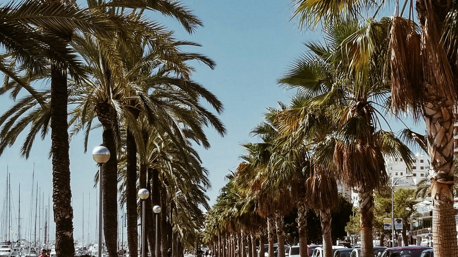 Palm-lined promenade in Palma